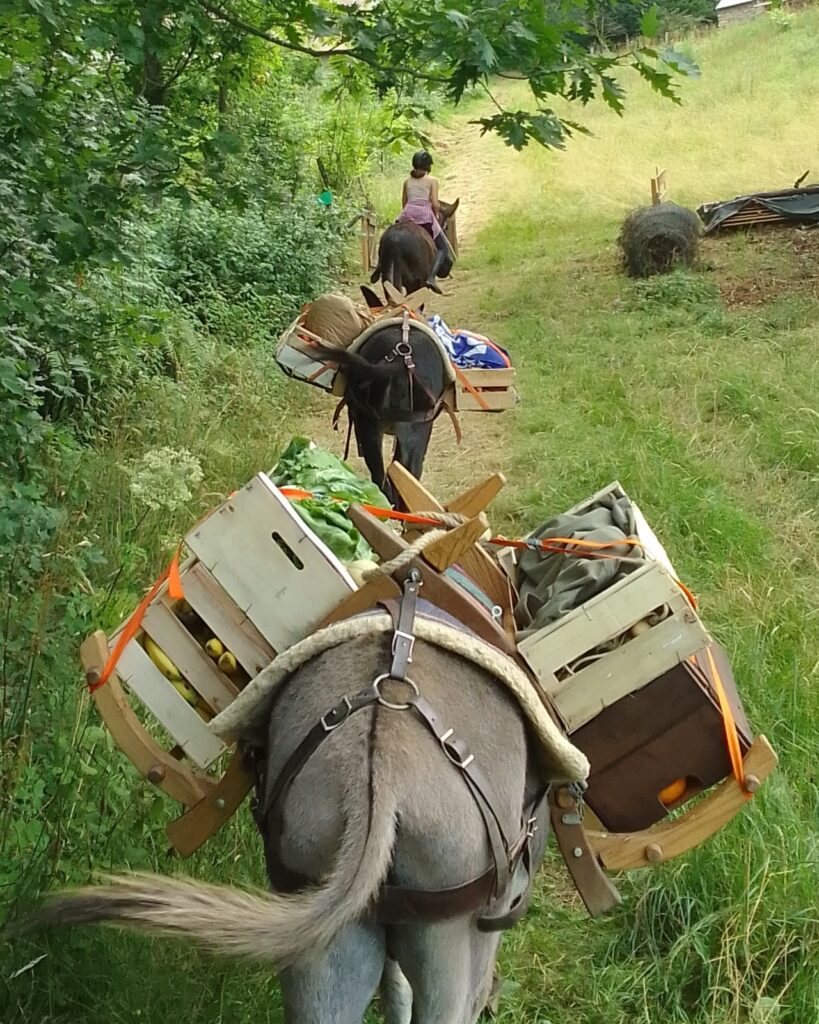 Portage avec des ânes en montagne pour ravitaillement
